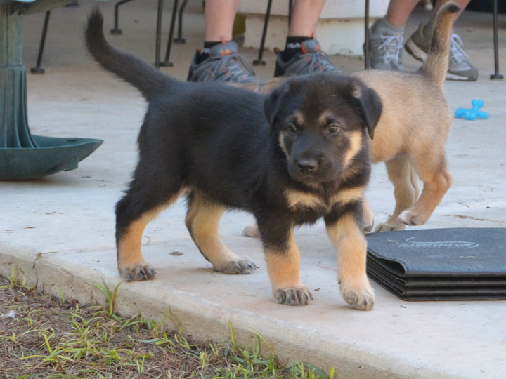 chinook dog